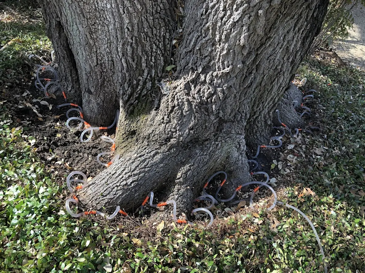 Detailed Tree Cabling and Bracing job site in Fort Bridger