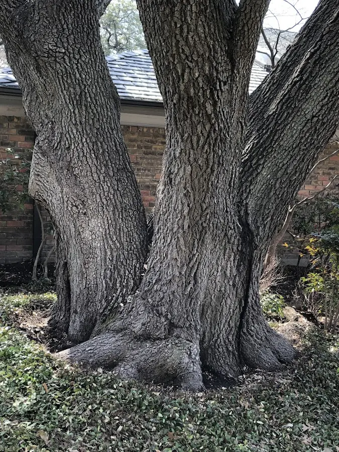 Mature heritage tree close to a Fort Bridger property cared for by certified arborists